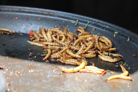 Nachhaltiges Futter für Hunde aus Insekten