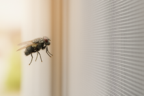 Effektiver Insektenschutz im Haushalt