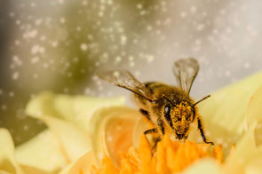 Die Wichtigkeit von Bienen für mehr Nachhaltigkeit