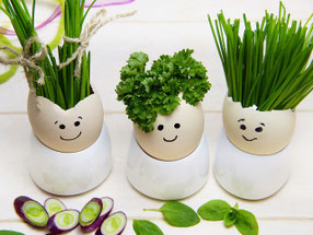regrow Kräuter