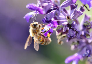 Mit dem eigenen Garten zum Bienenschutz beitragen