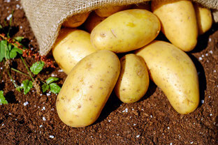 Kartoffeln ernten