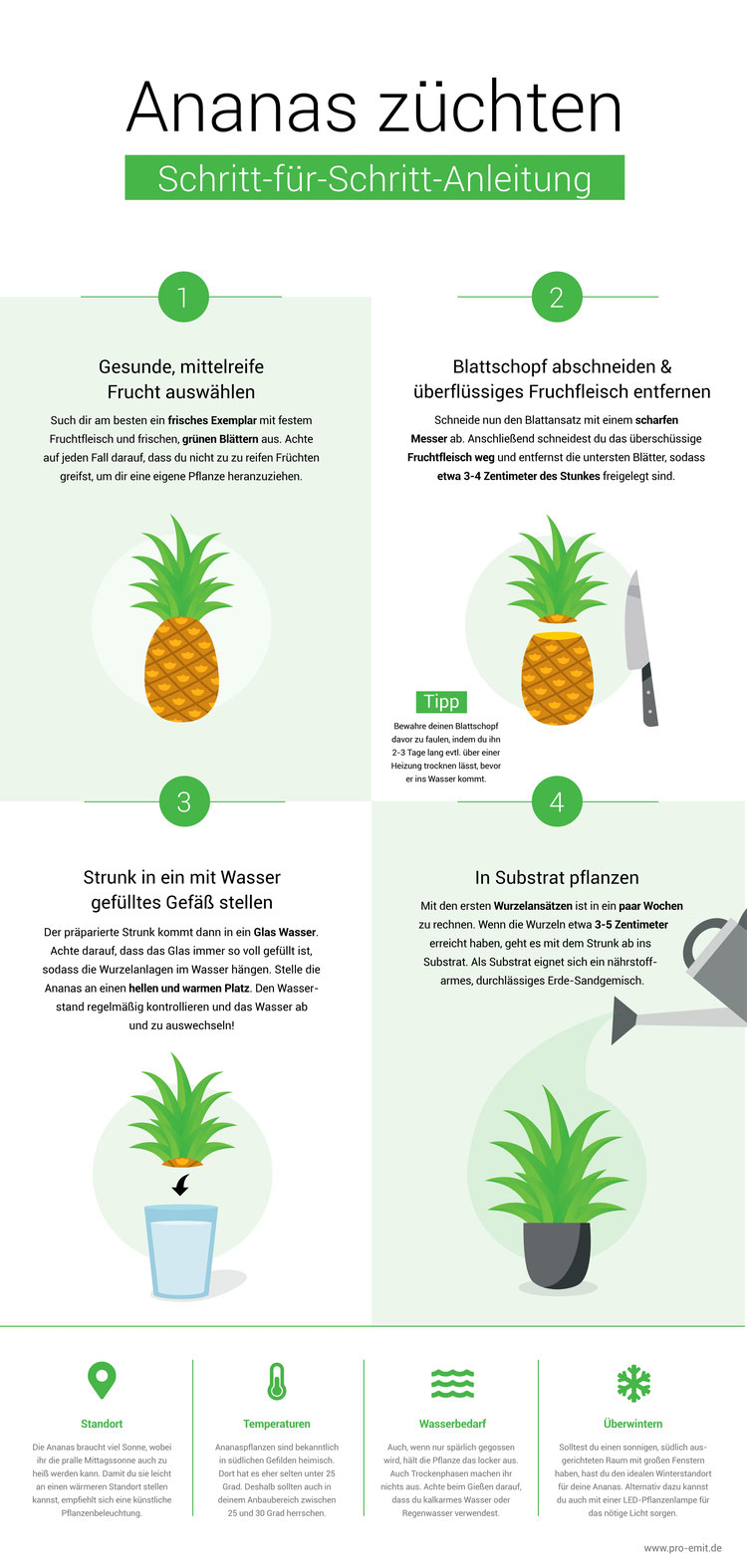 Ananas züchten Infografik