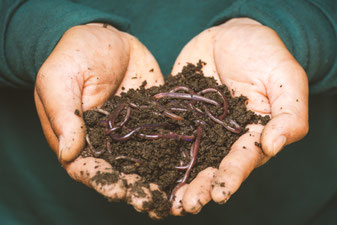 Die Wurmkiste - Kompostieren in der Wohnung