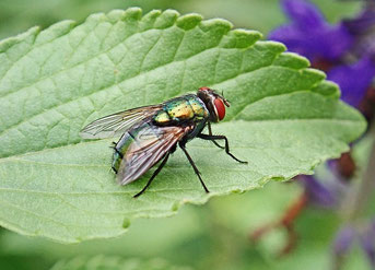 Sommerzeit ist Insektenzeit: So bleiben die ungebetenen Gäste draußen